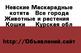 Невские Маскарадные котята - Все города Животные и растения » Кошки   . Курская обл.